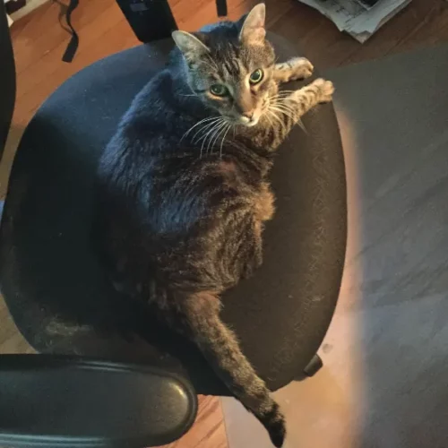 Lily cat